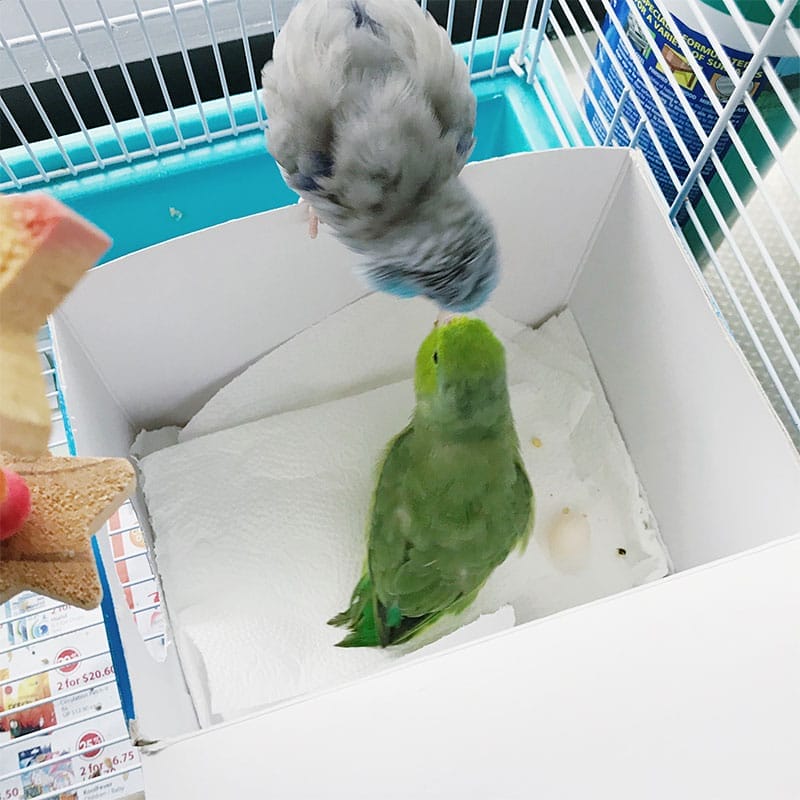 Archer and Piper with their egg.