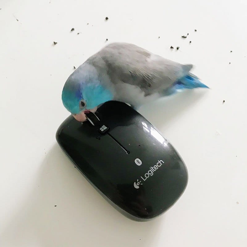 Archer - Also known as ‘The Blue Monster’ - destroying my computer mouse
