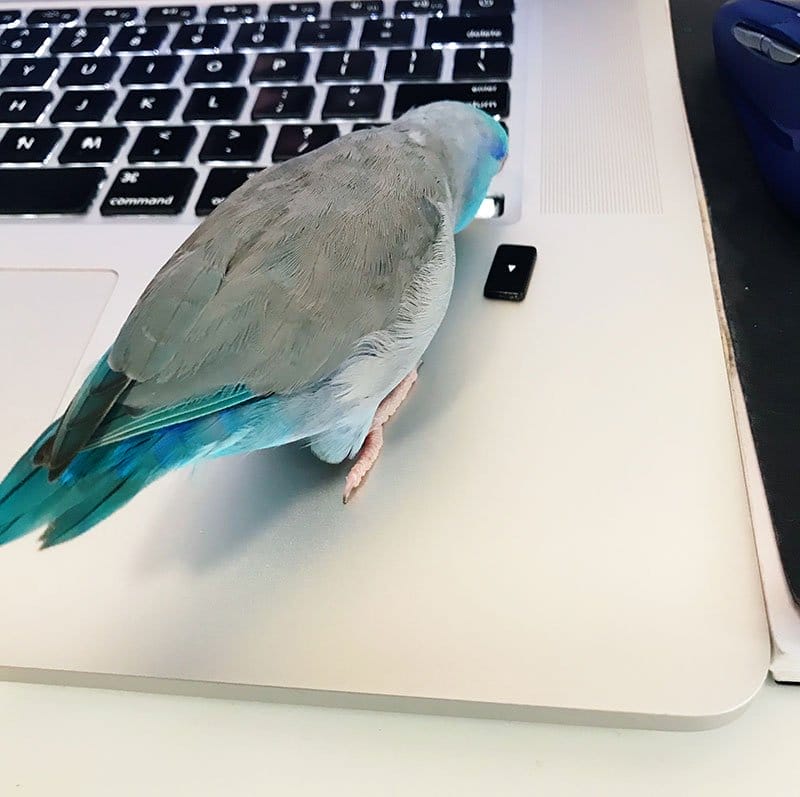 Keyboard thief #1 - Archer the parrotlet
