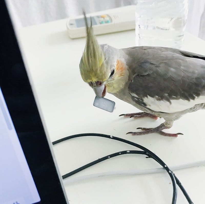 Keyboard thief #2 - Scorcher the cockatiel