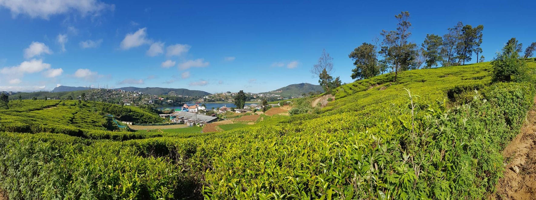 Beautiful tea hills in Ella, Sri Lanka