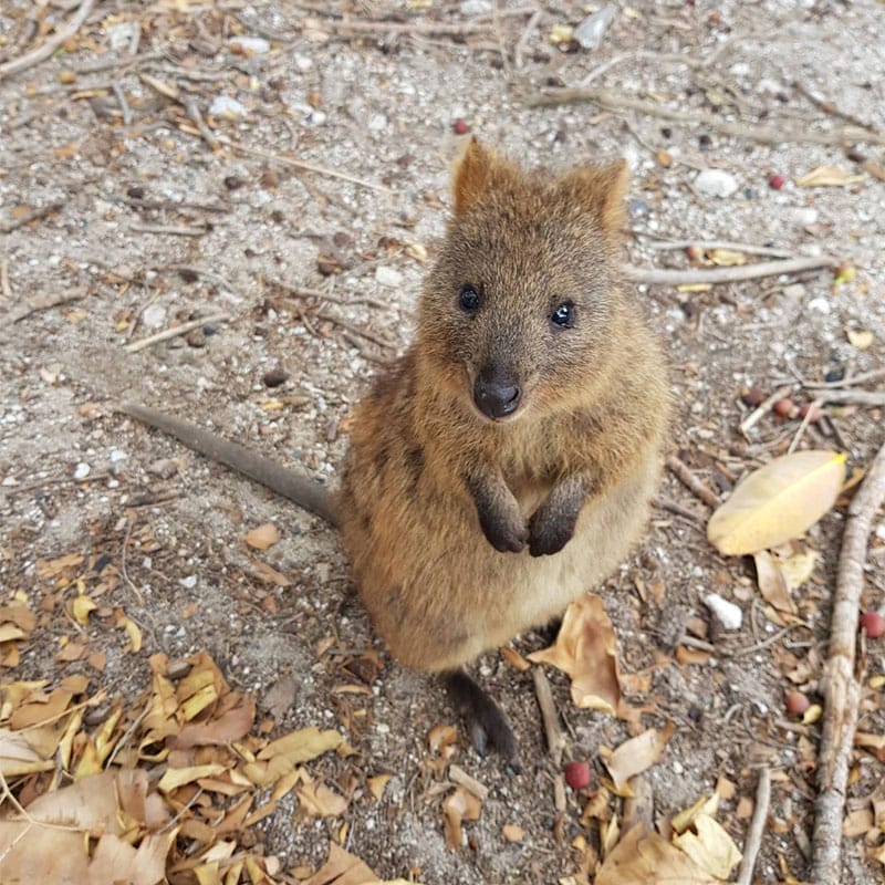 A cute quokka on Rottnest Island