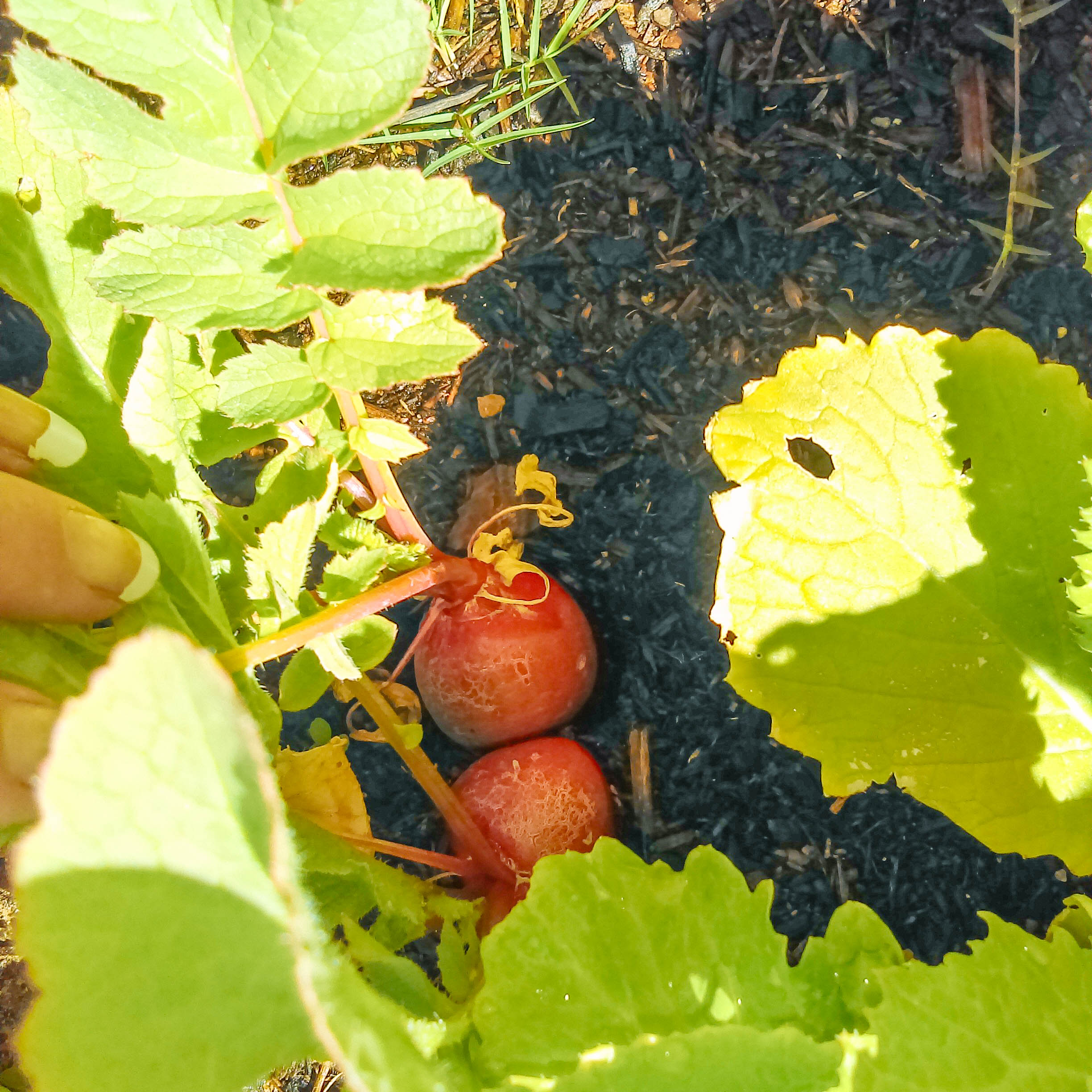Fresh radishes from Shannon’s garden.