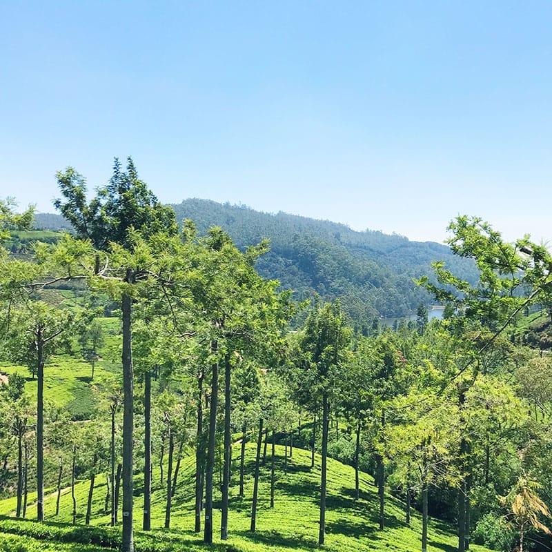 The lush tea hills of Pedro Estate, Sri Lanka