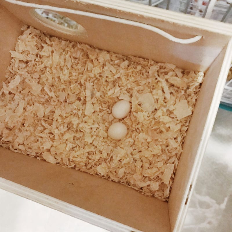 Piper's first two eggs!